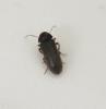 Oligomerus sp.
